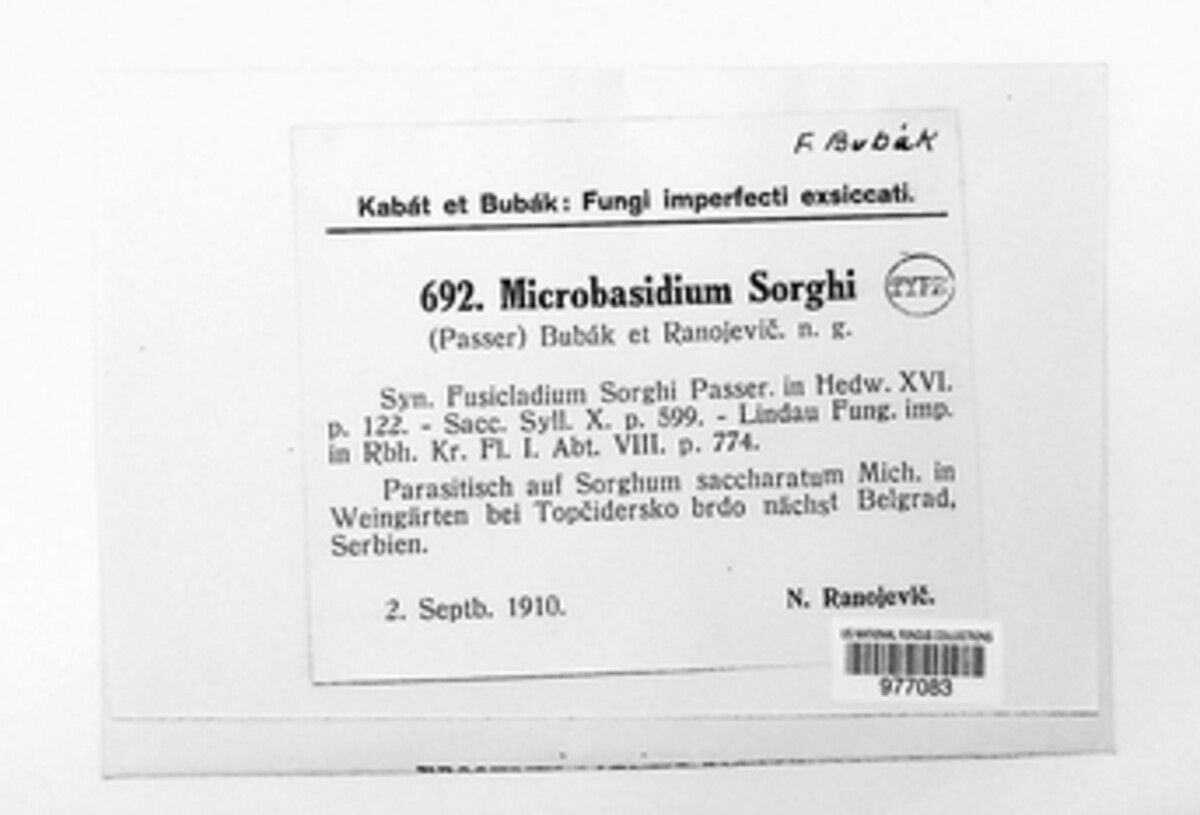 Hadrotrichum sorghi image